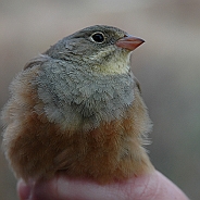 Ortolan Bunting